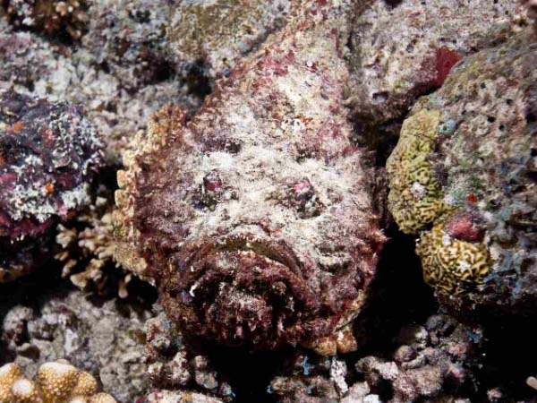 Рыба-камень в Красном море - мастер маскировки